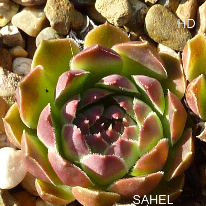 Sahel / Jovi