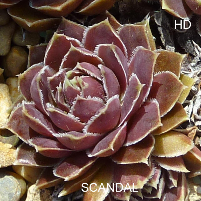 Scandal / Jovi