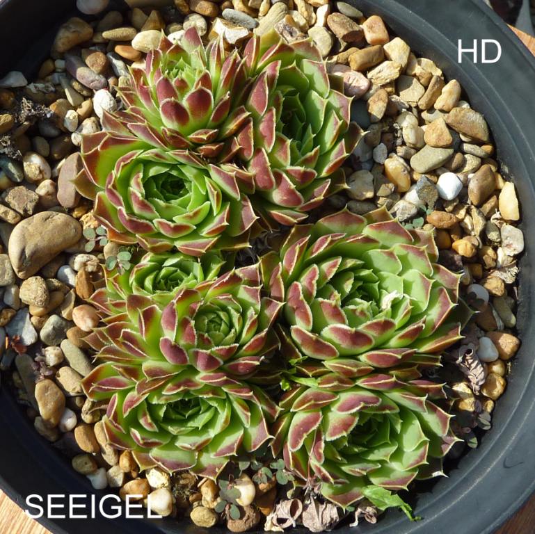 Seeigel / Jovi