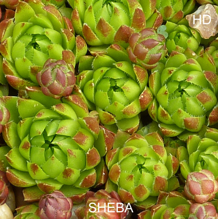 Sheba / Jovi