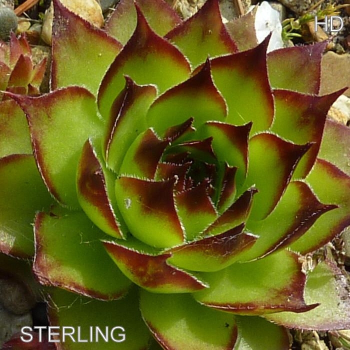 Sterling