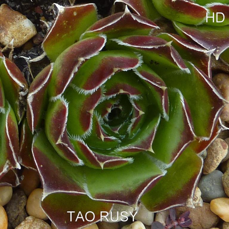 Tao-Rusyr / Jovi