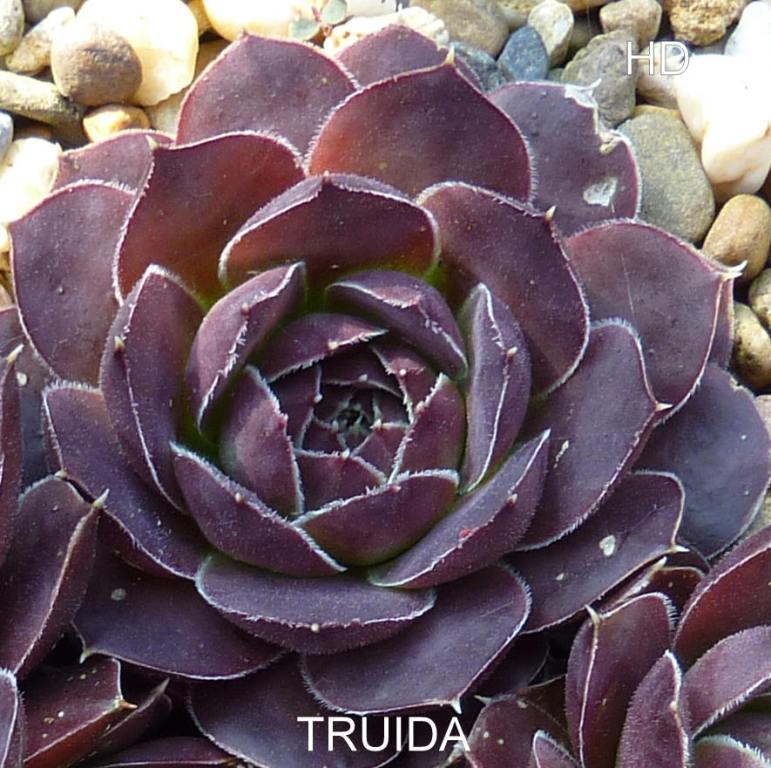Truida / Jovi