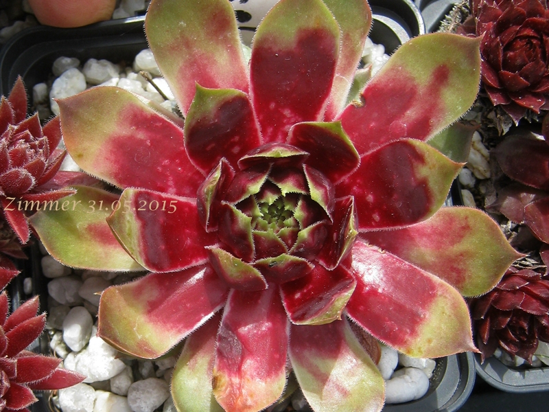 Red Carousel