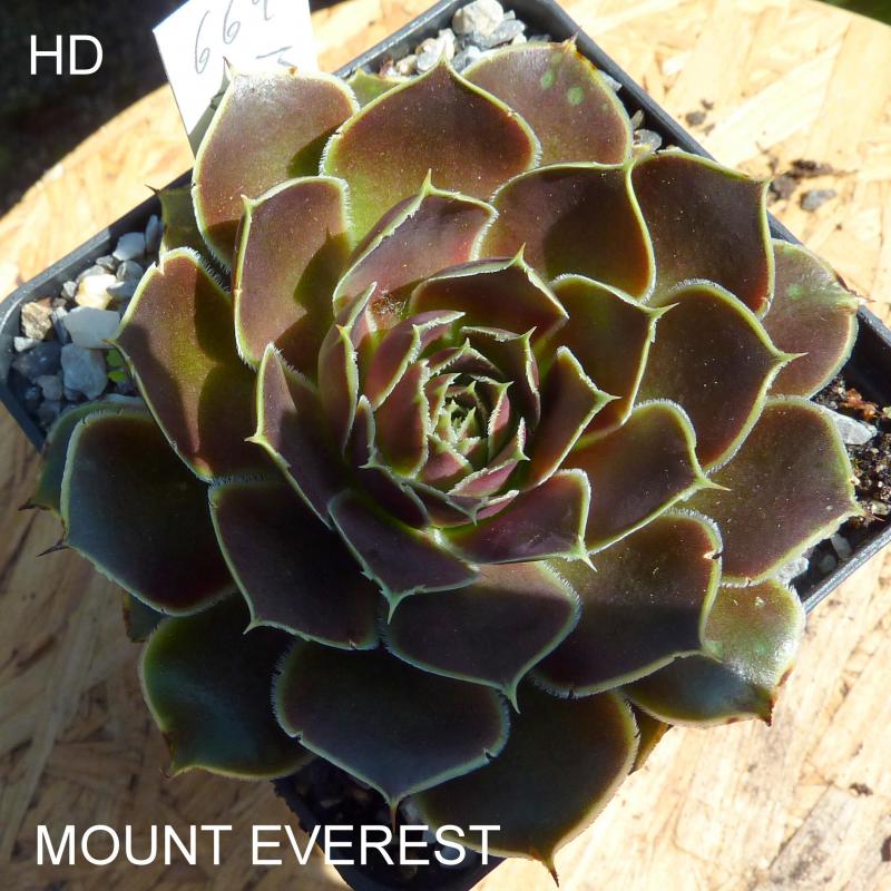 Mount Everest / Jovi