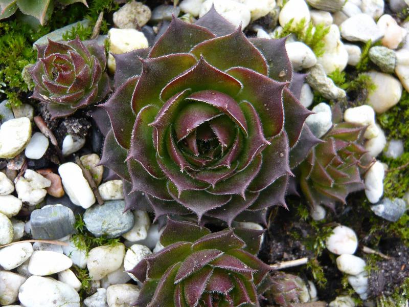 Takajana