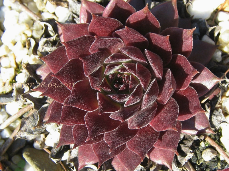 Pacific Daemon