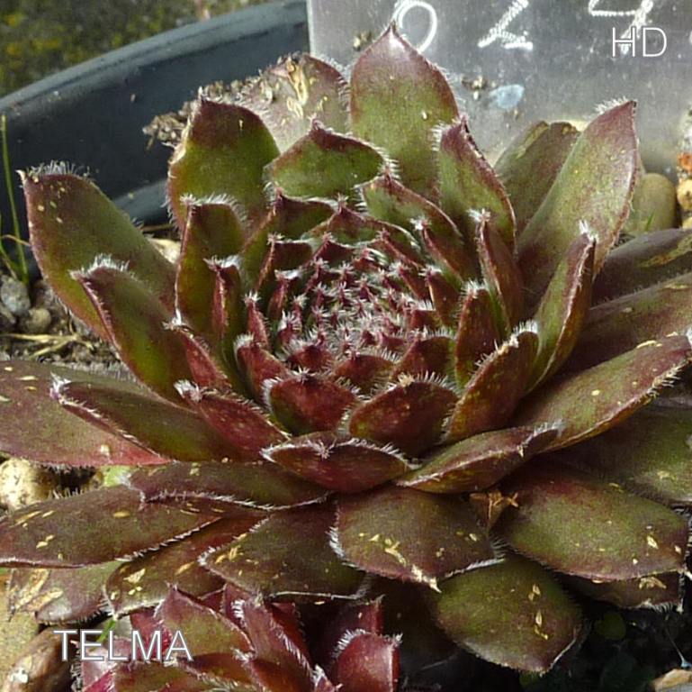 Telma