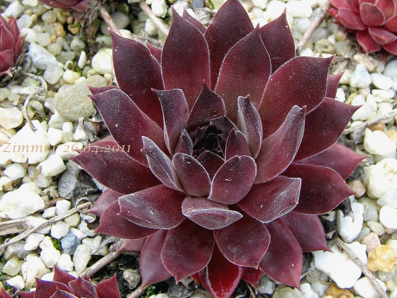 Pacific Daemon