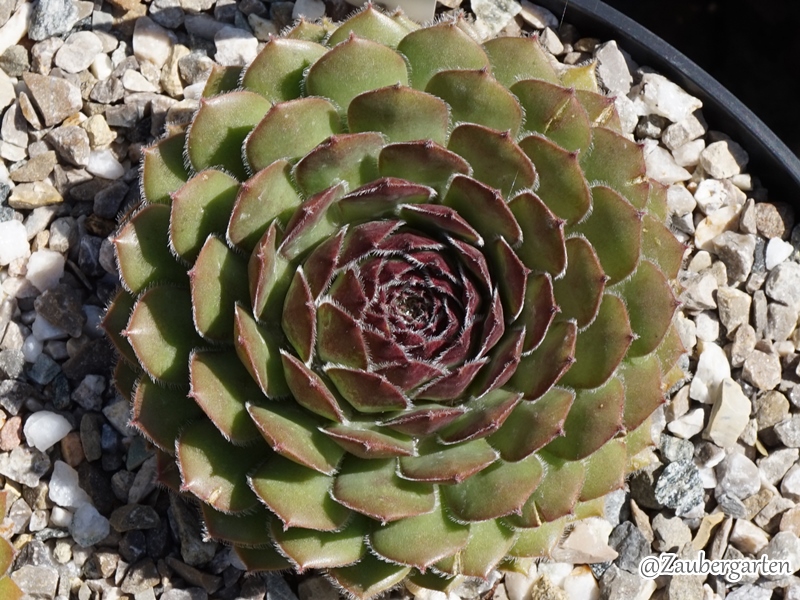 Telma