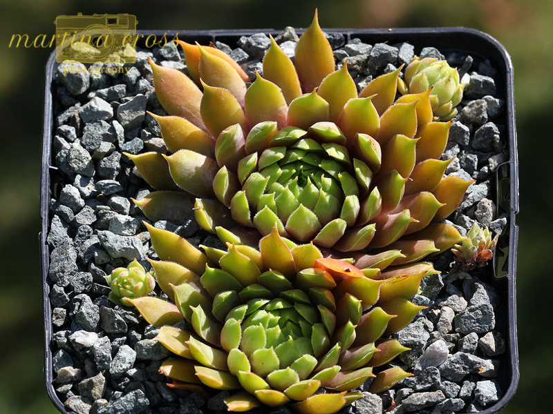 Tohuwabohu
