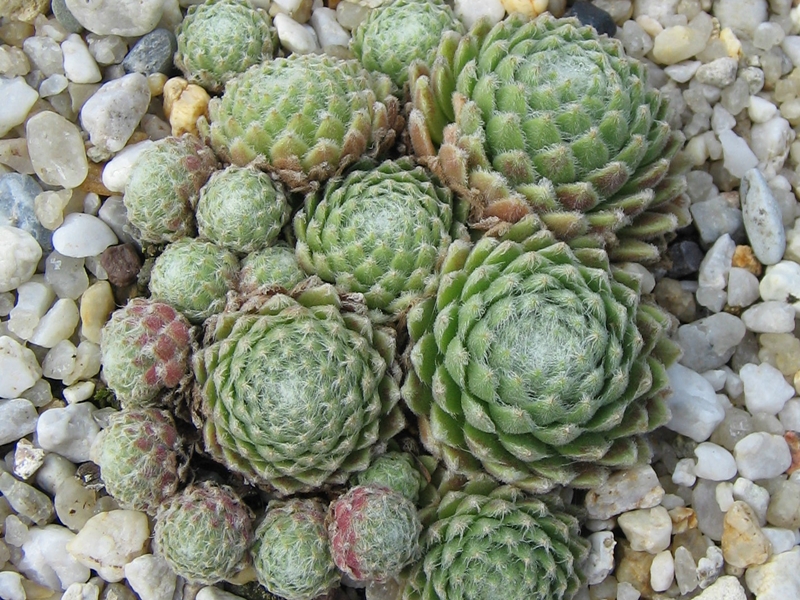 Silberknopf