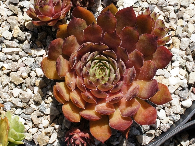 Panchita