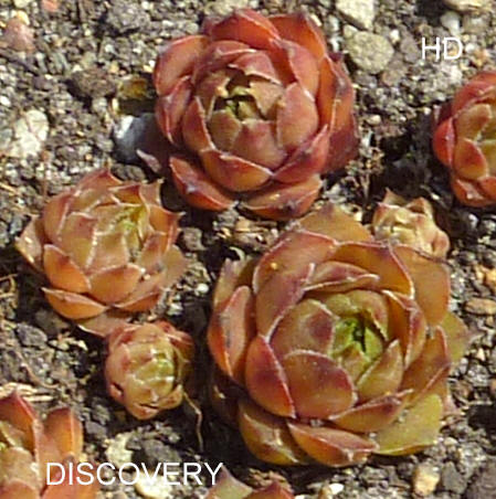 Discovery