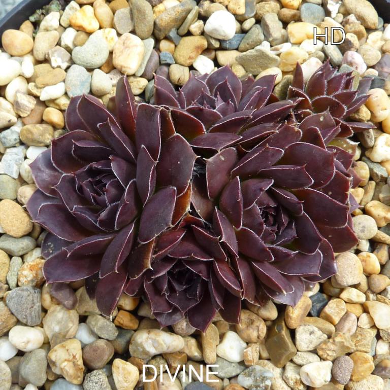 Divine / Jovi