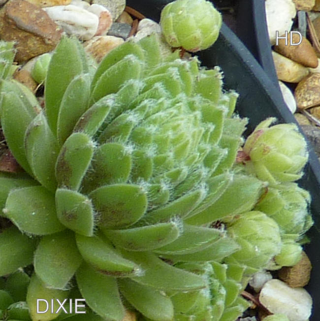 Dixie