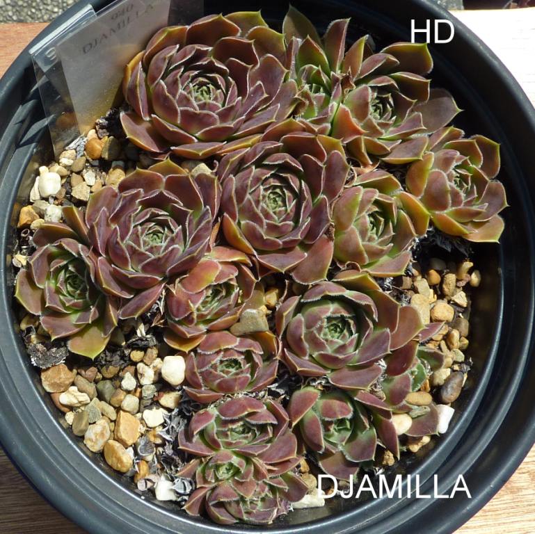 Djamilla / Jovi