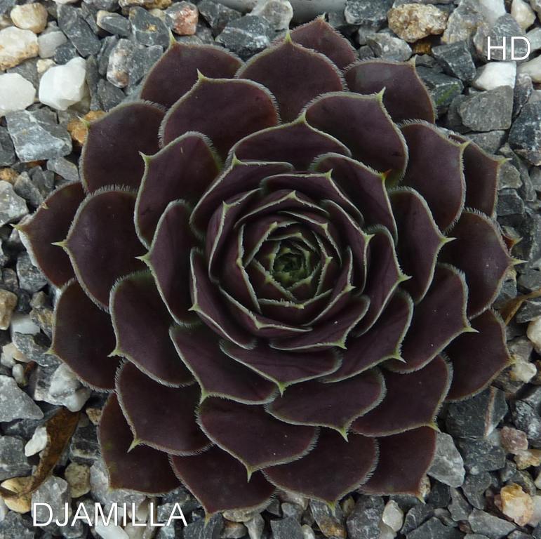 Djamilla / Jovi