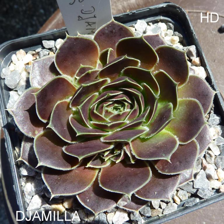 Djamilla / Jovi