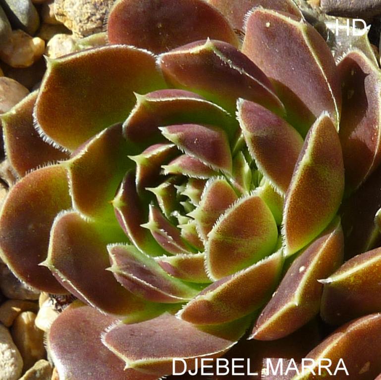 Djebel Marra / Jovi