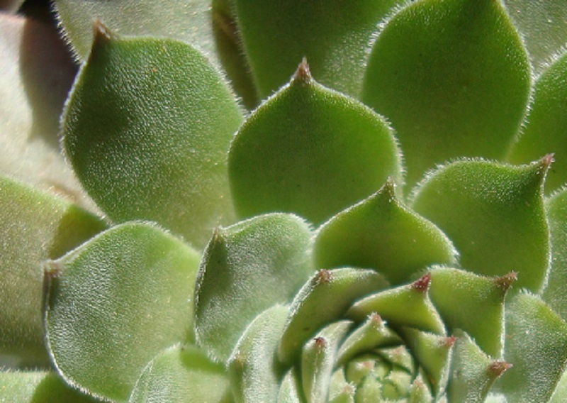 Dobronnik