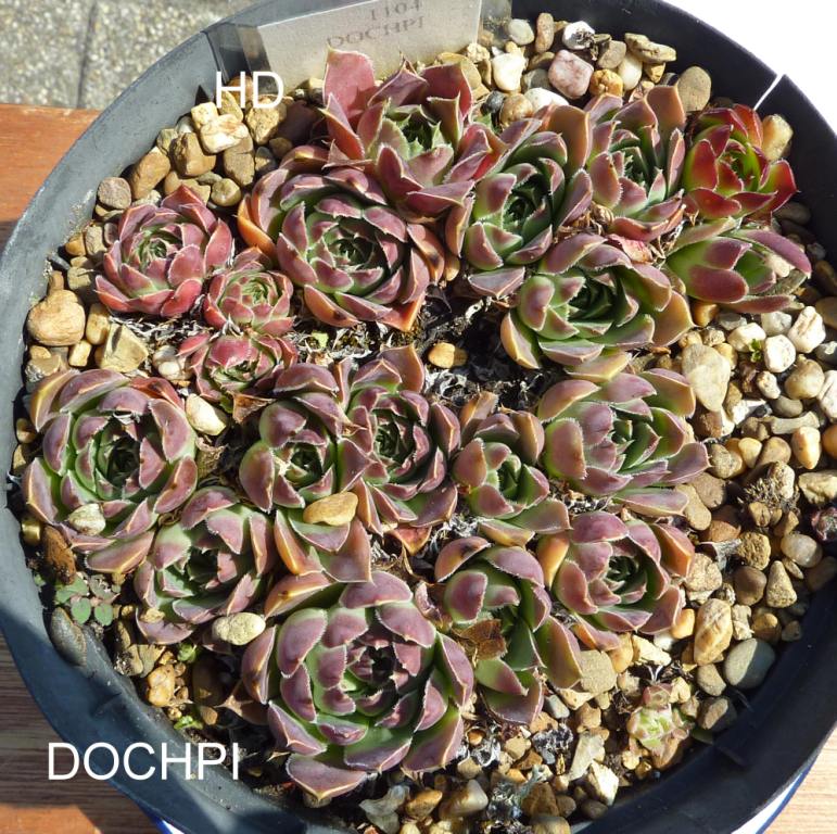 Dochpi / Jovi