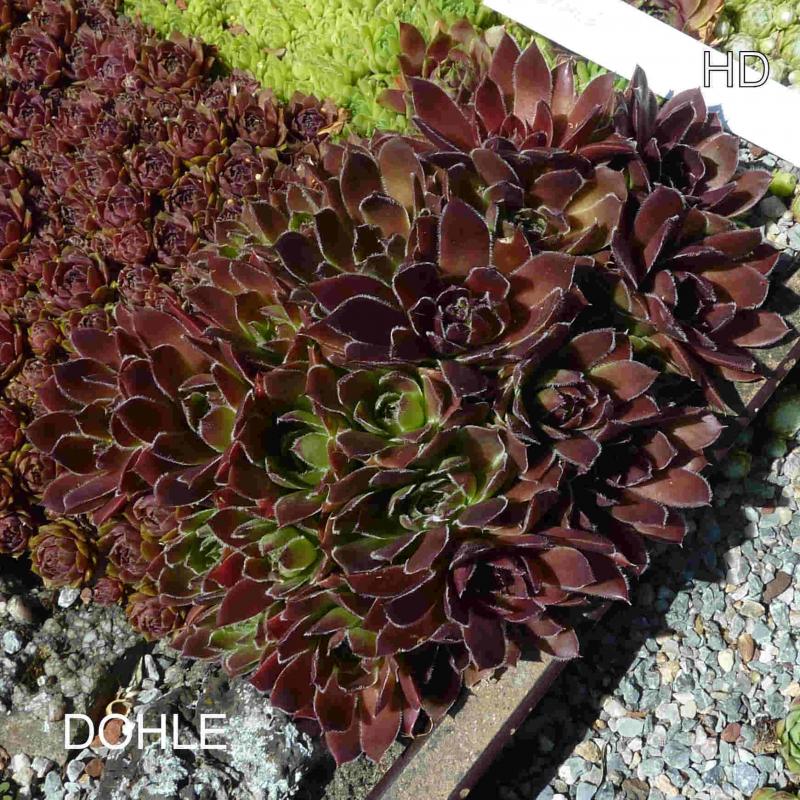 Dohle / Jovi