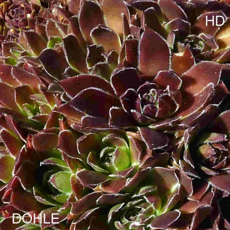 Dohle / Jovi