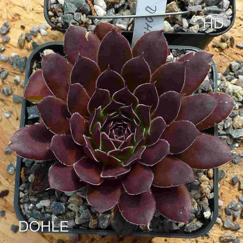 Dohle / Jovi