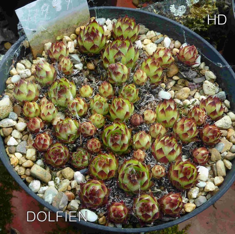 Dolfien