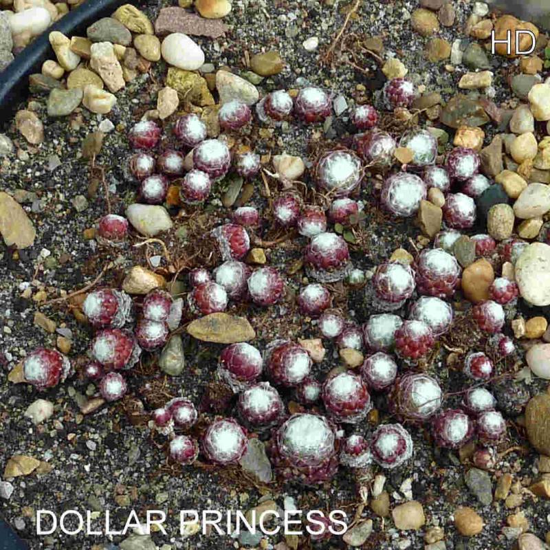 Dollar Princess