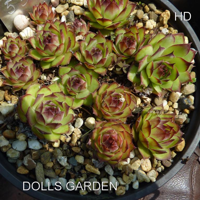 Dolls Garden