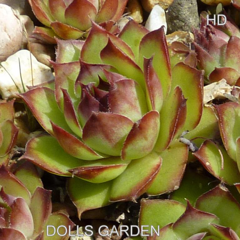 Dolls Garden