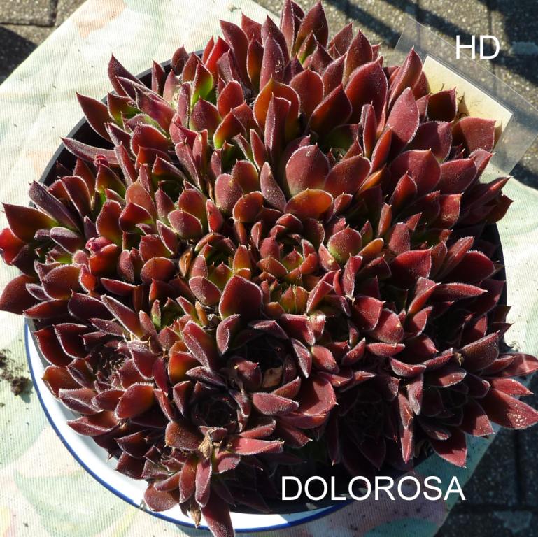 Dolorosa / Jovi