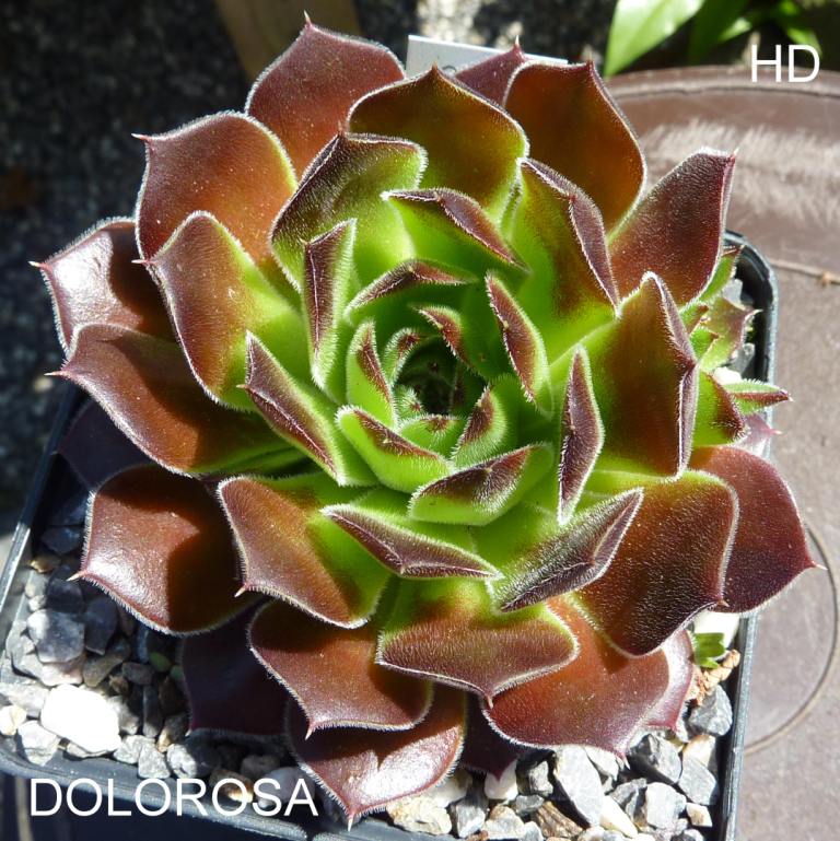 Dolorosa / Jovi