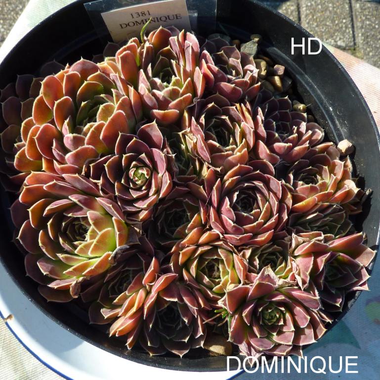 Dominique / Jovi