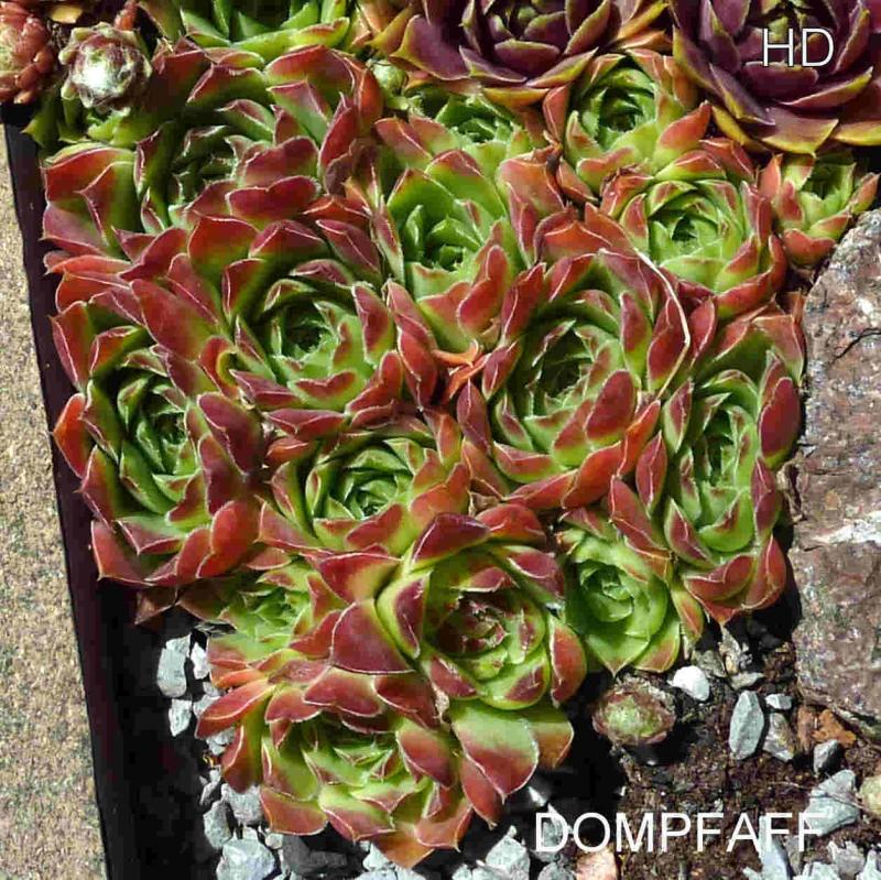 Dompfaff / Jovi
