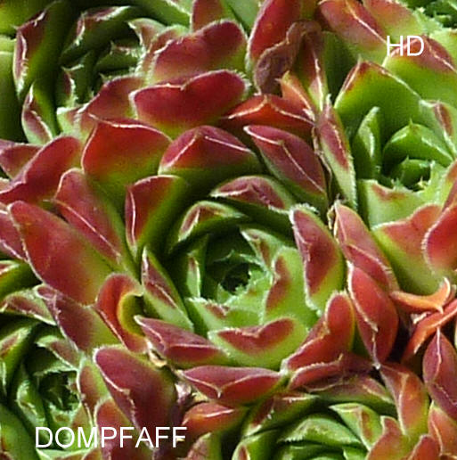 Dompfaff / Jovi