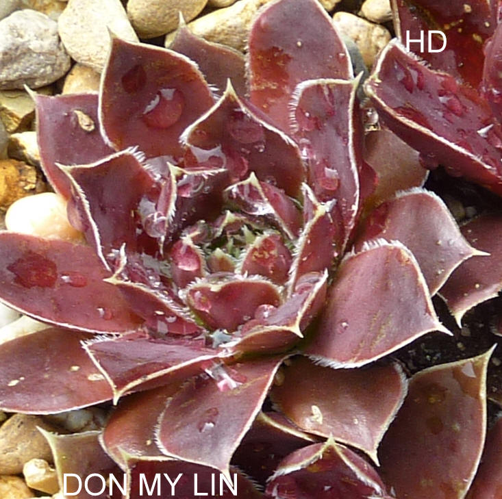Don My Lin / Jovi