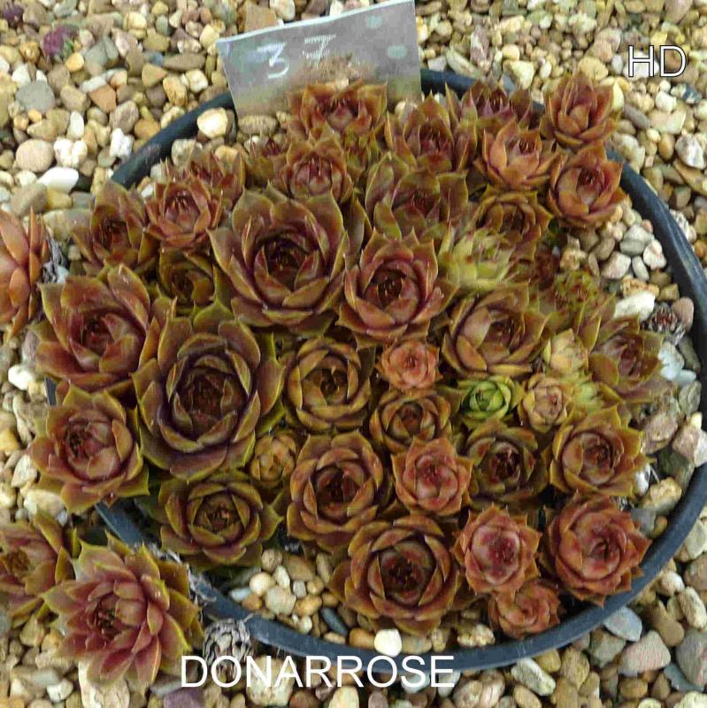 Donarrose
