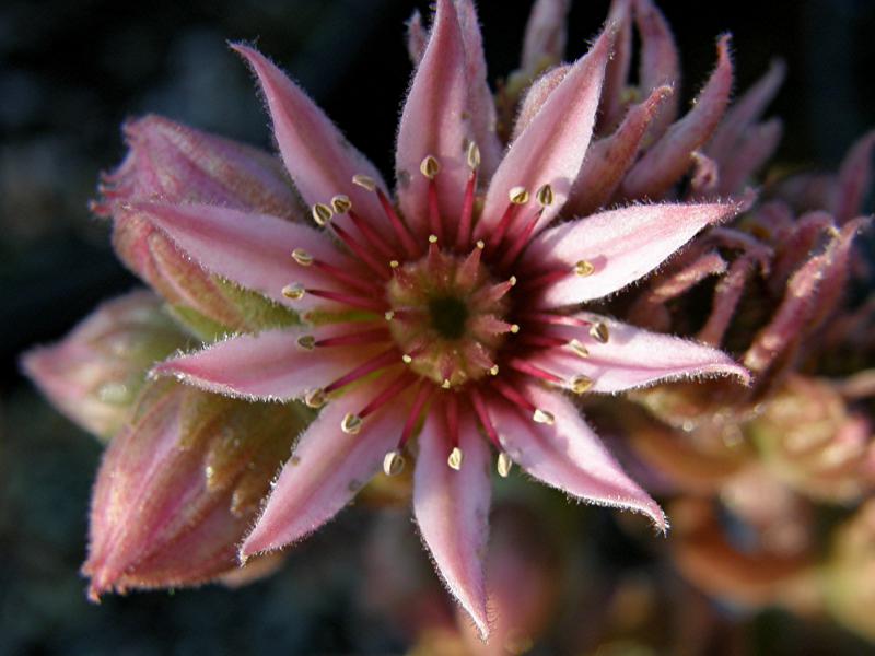 Donar Rose
