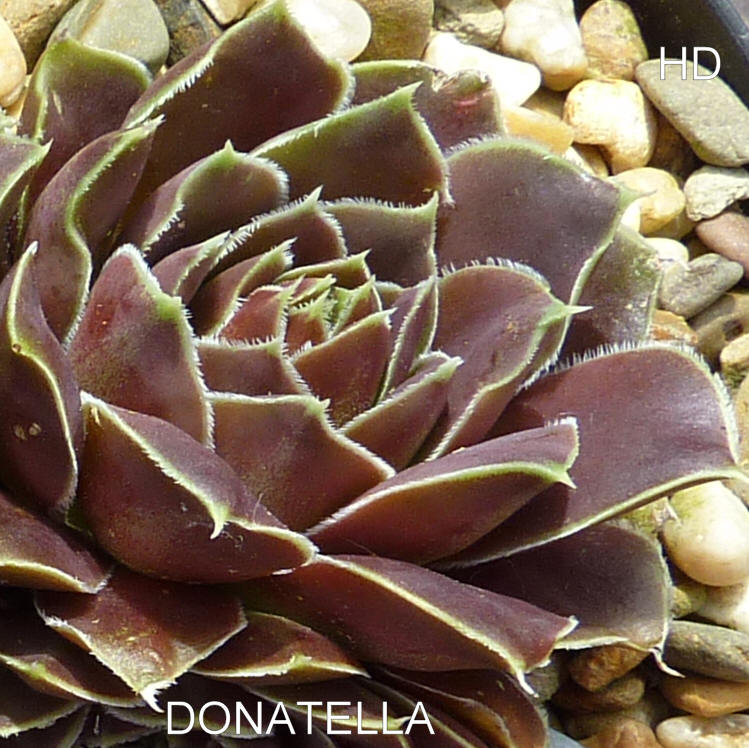 Donatella / Jovi