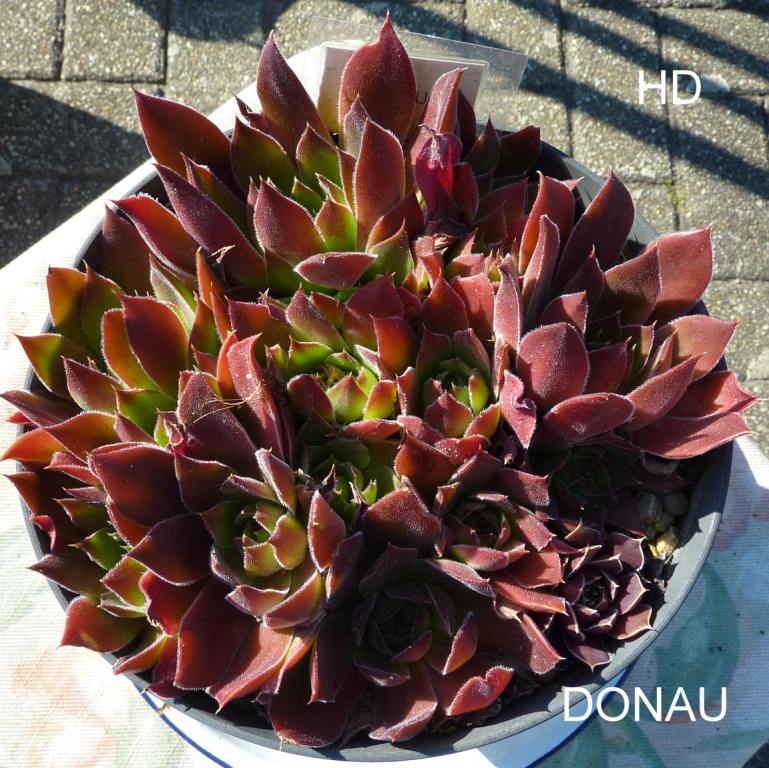 Donau / Jovi