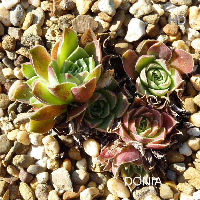 Donia / Jovi