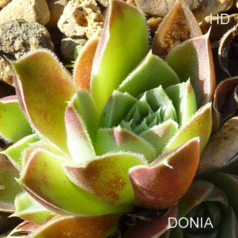 Donia / Jovi