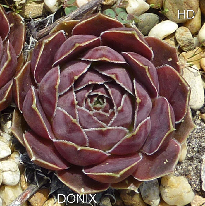 Donix / Jovi