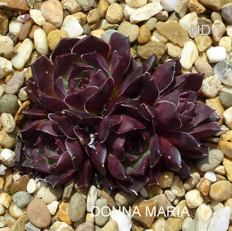 Donna Maria / Jovi