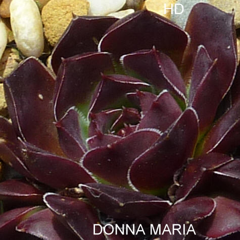 Donna Maria / Jovi
