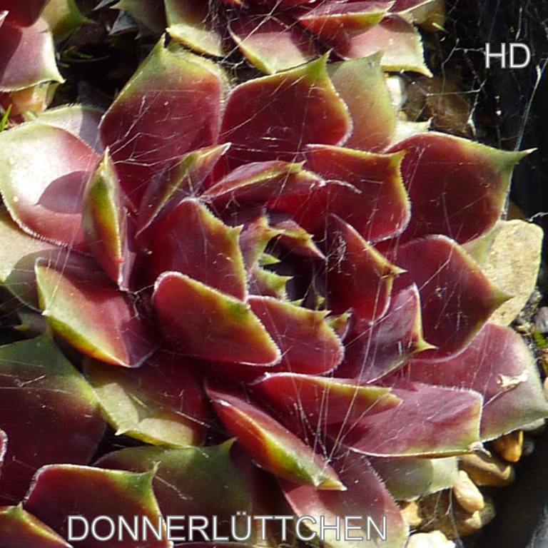 Donnerlüttchen