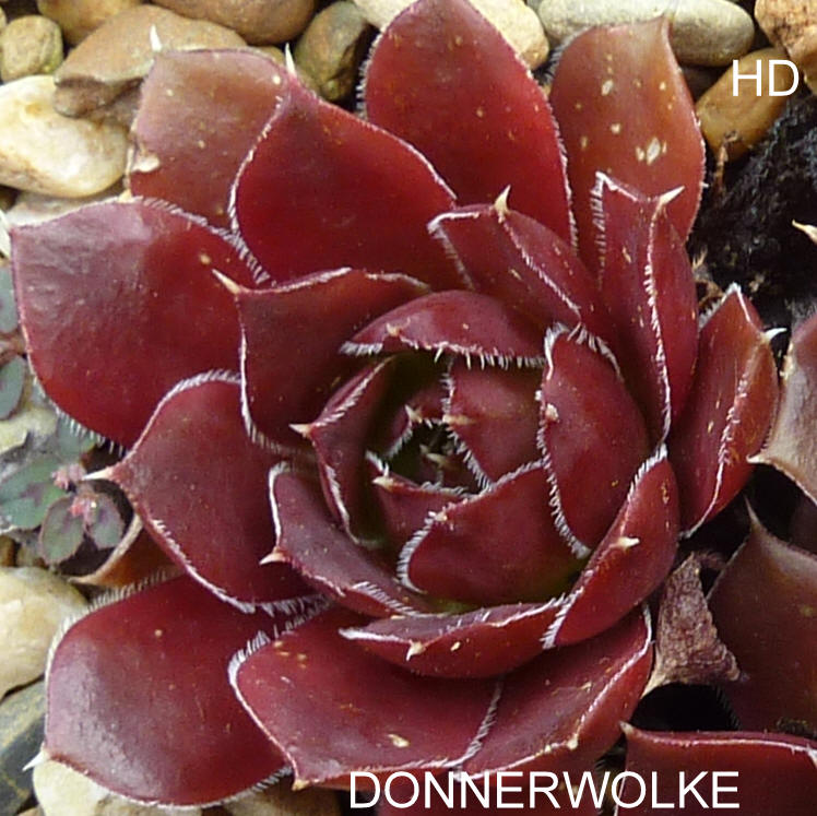 Donnerwolke / Jovi